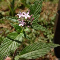 Pentas lanceolata (Forssk.) Deflers